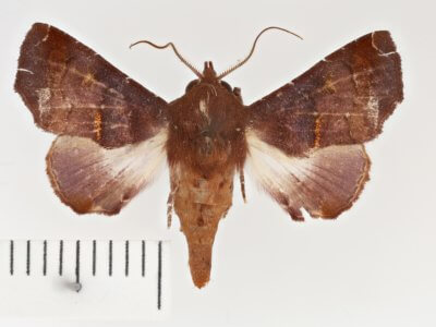 dorsal view of adult Penicillaria jocosatrix