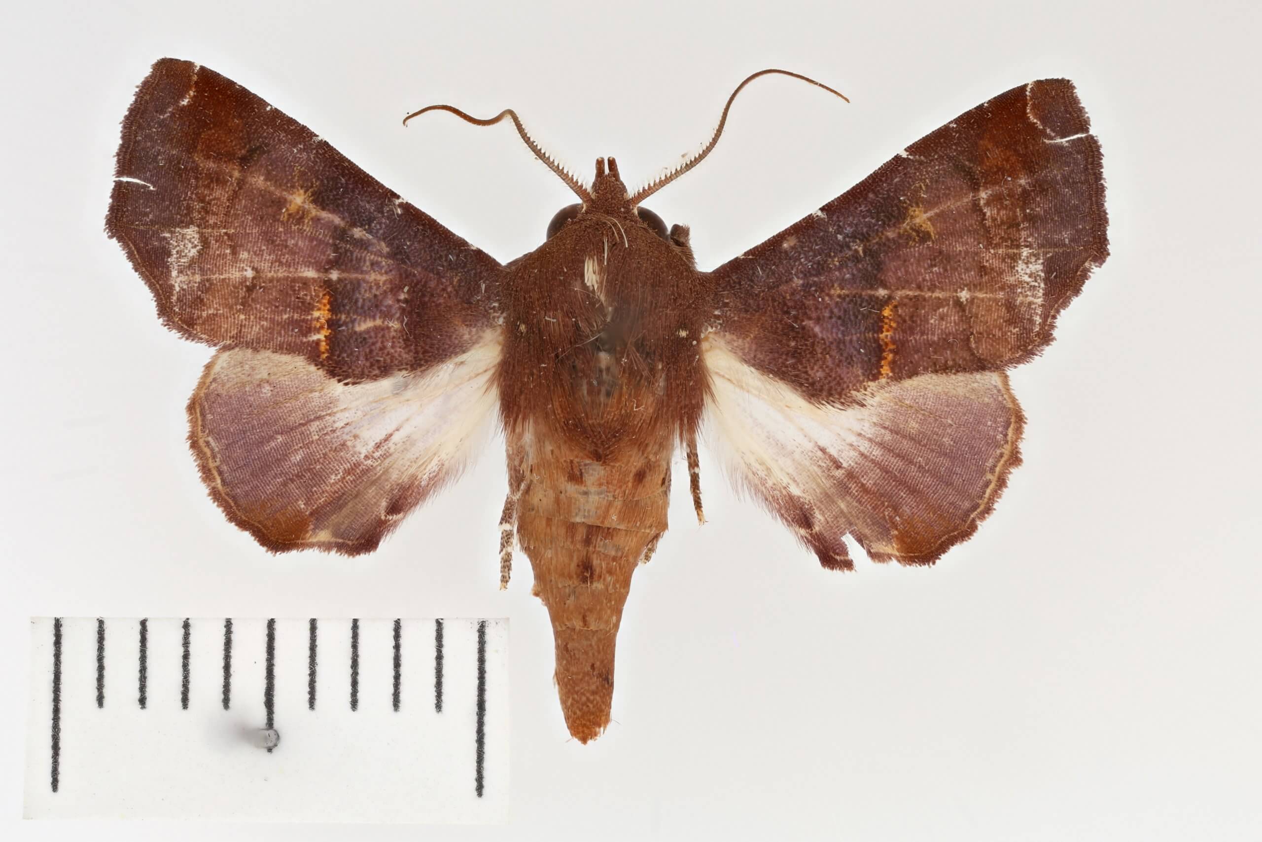 dorsal view of adult Penicillaria jocosatrix