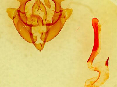 genitalia view of adult Homorthodes sp.