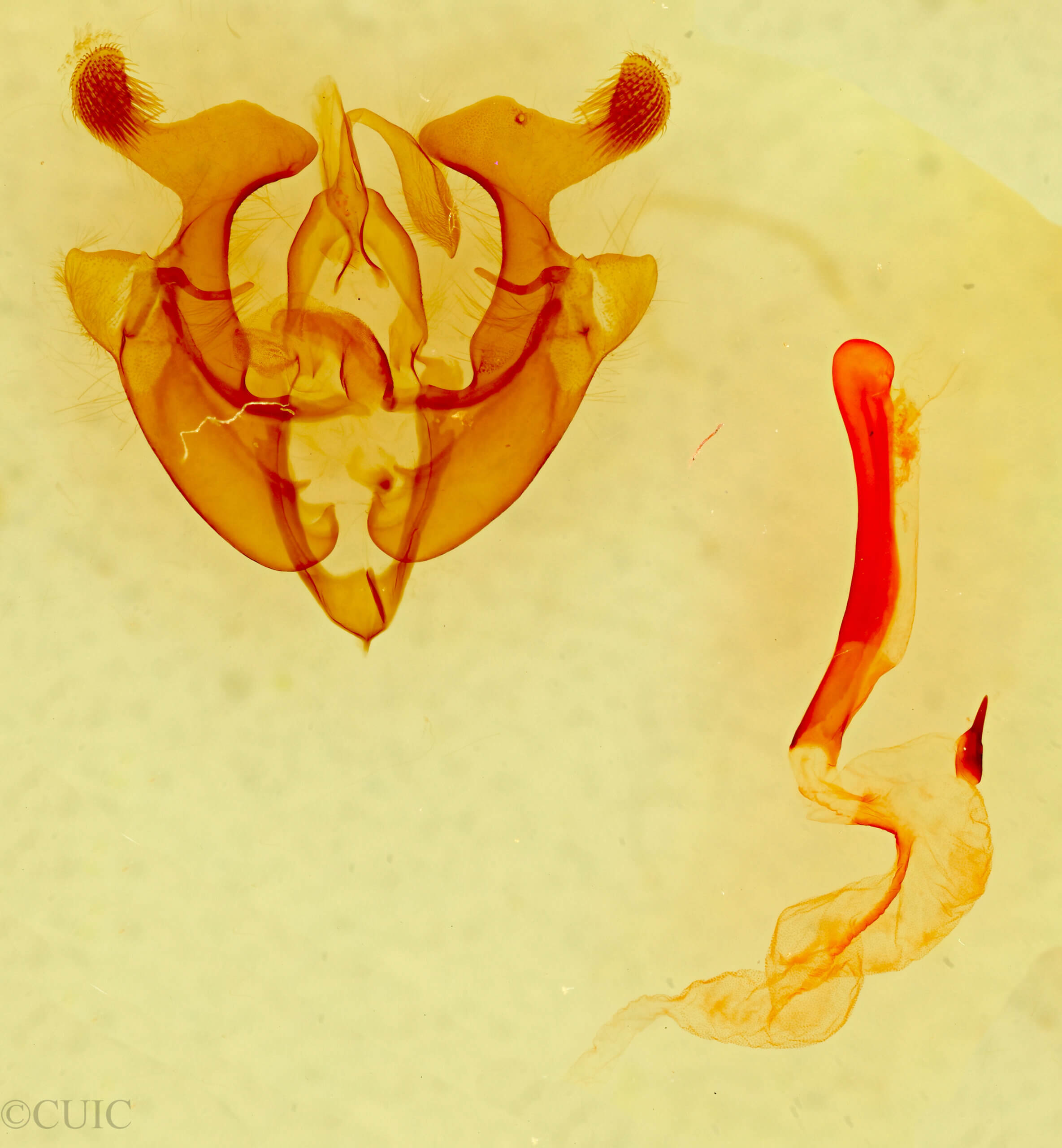 genitalia view of adult Homorthodes sp.