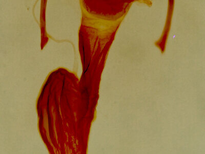 genitalia view of adult Neoligia albirena