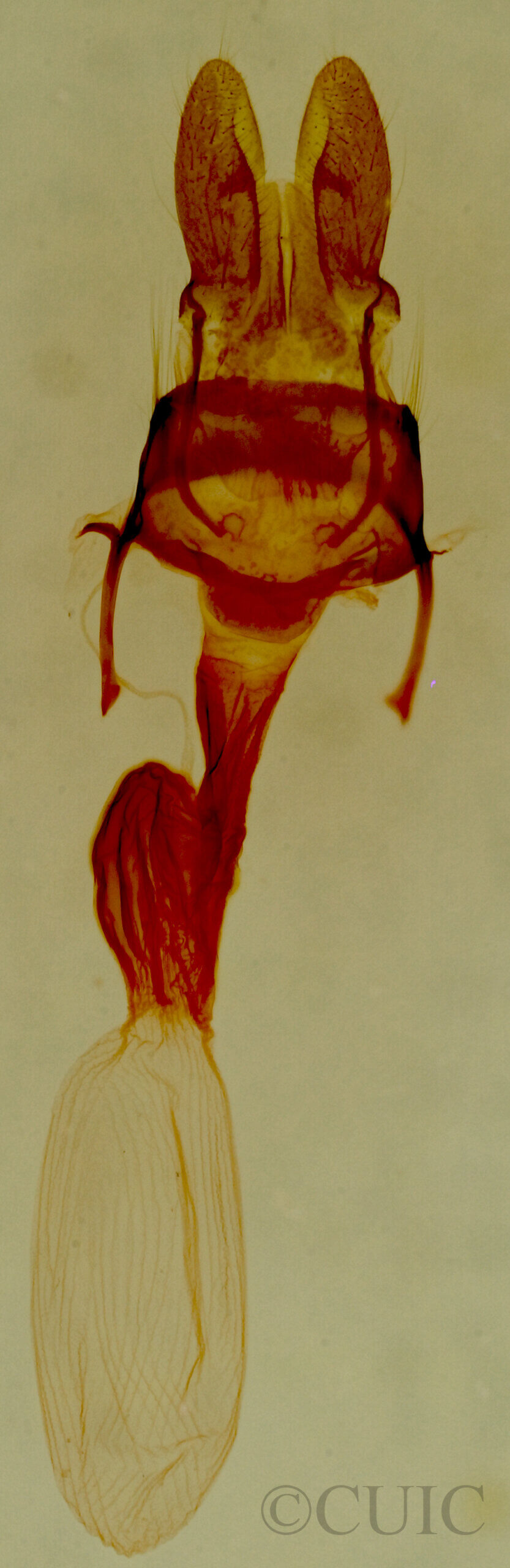 genitalia view of adult Neoligia albirena