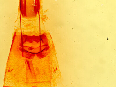 genitalia view of adult Parapheromia sp.