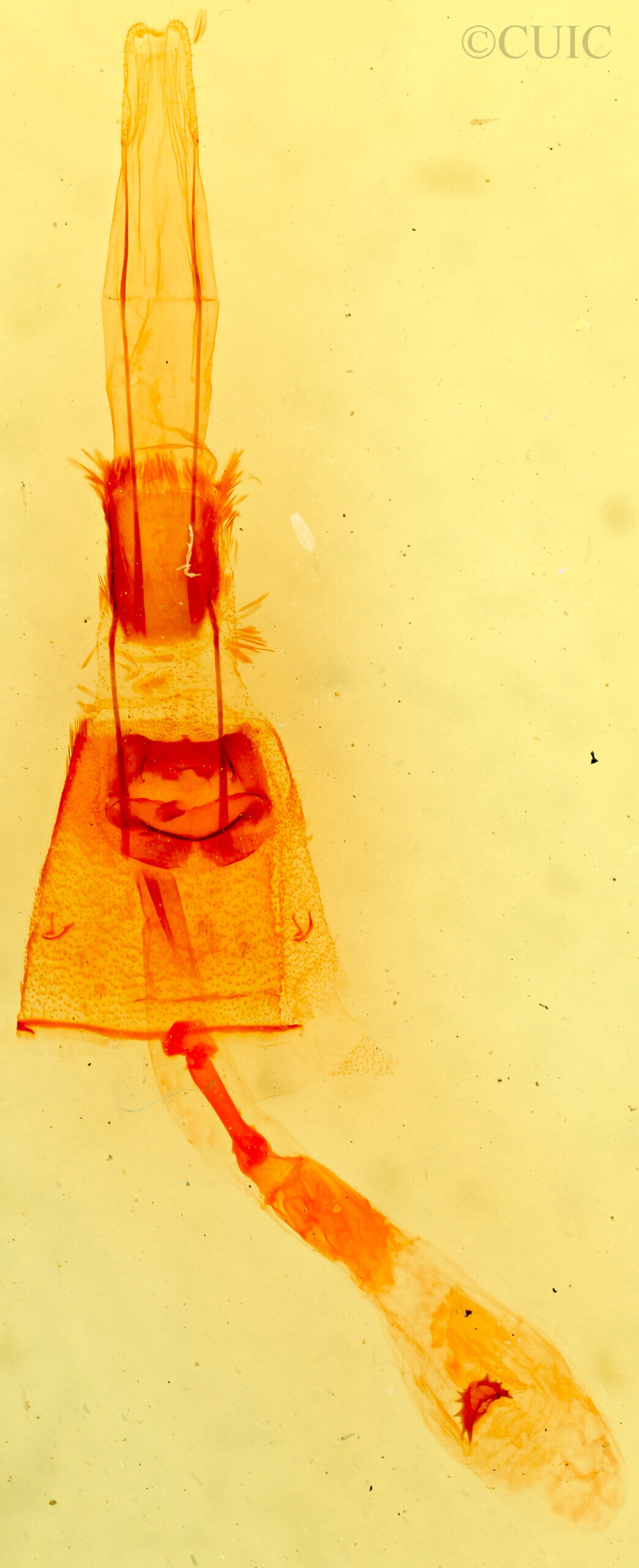 genitalia view of adult Parapheromia sp.