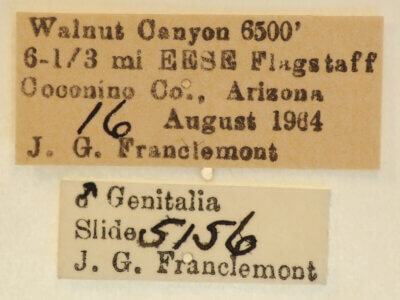 label view of adult Neopanthea apanthea