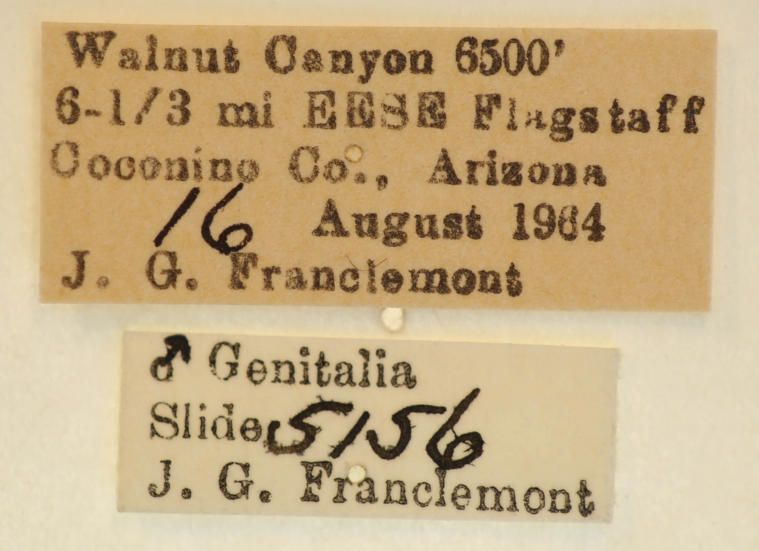 label view of adult Neopanthea apanthea