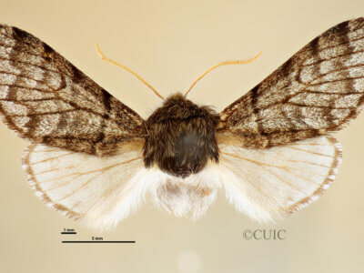 dorsal view of adult Neopanthea apanthea