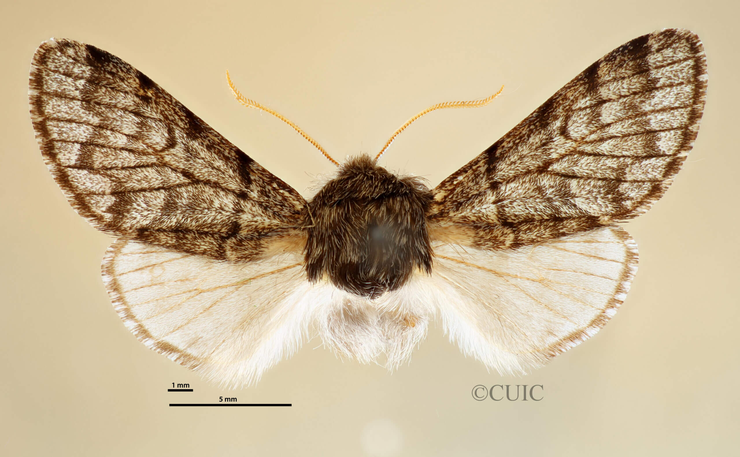 dorsal view of adult Neopanthea apanthea