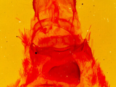 genitalia view of adult Bruceia sp.