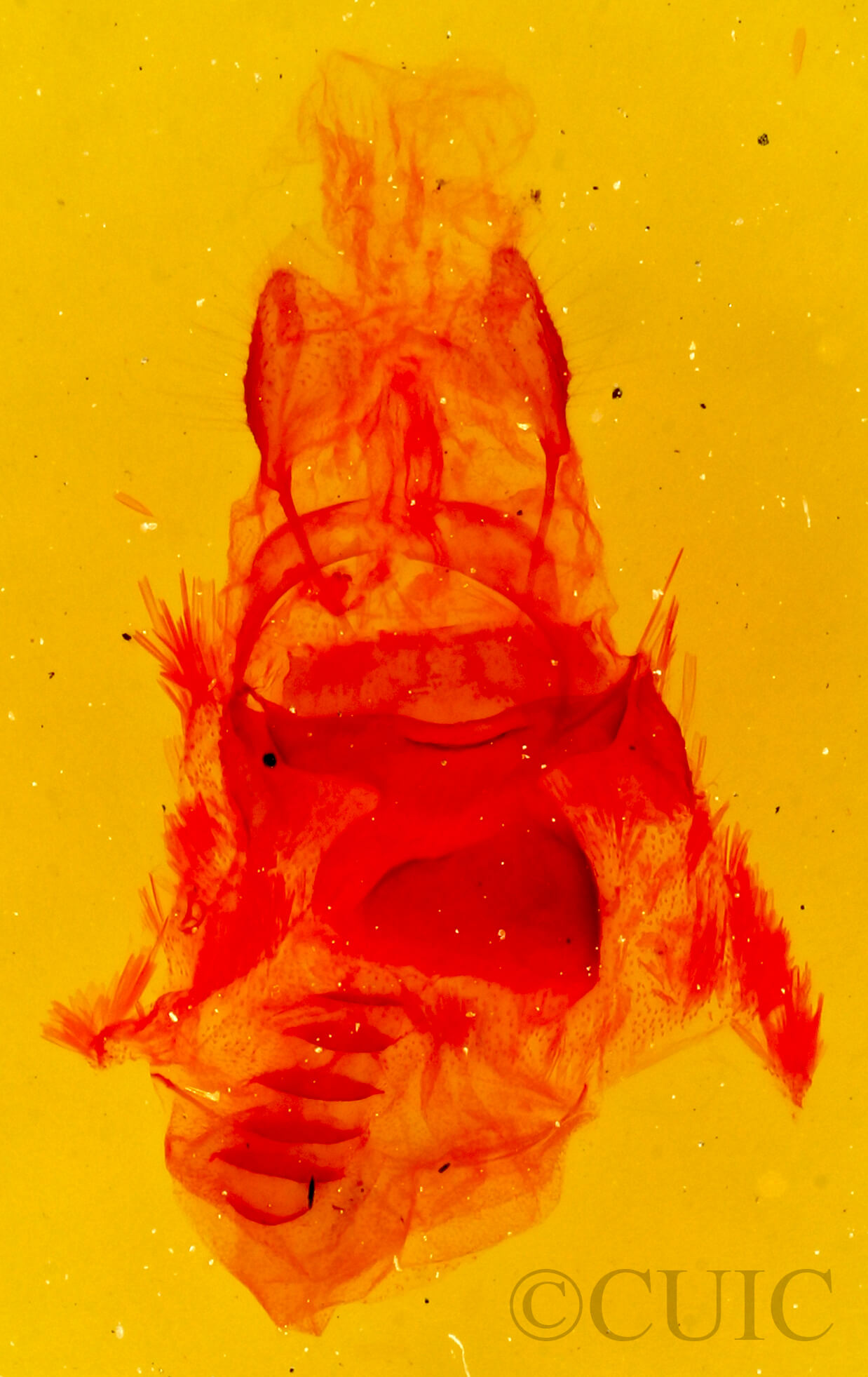 genitalia view of adult Bruceia sp.