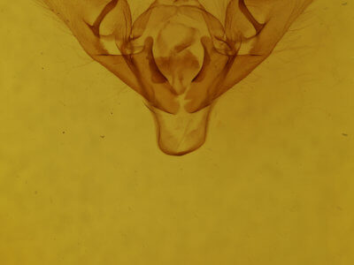 genitalia view of adult Abrostola urentis