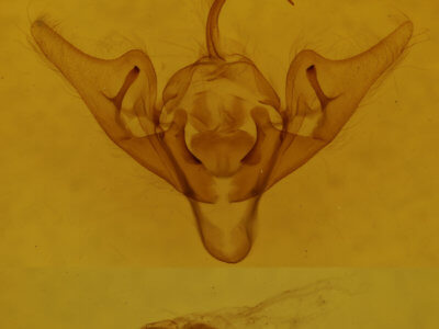 genitalia view of adult Abrostola urentis