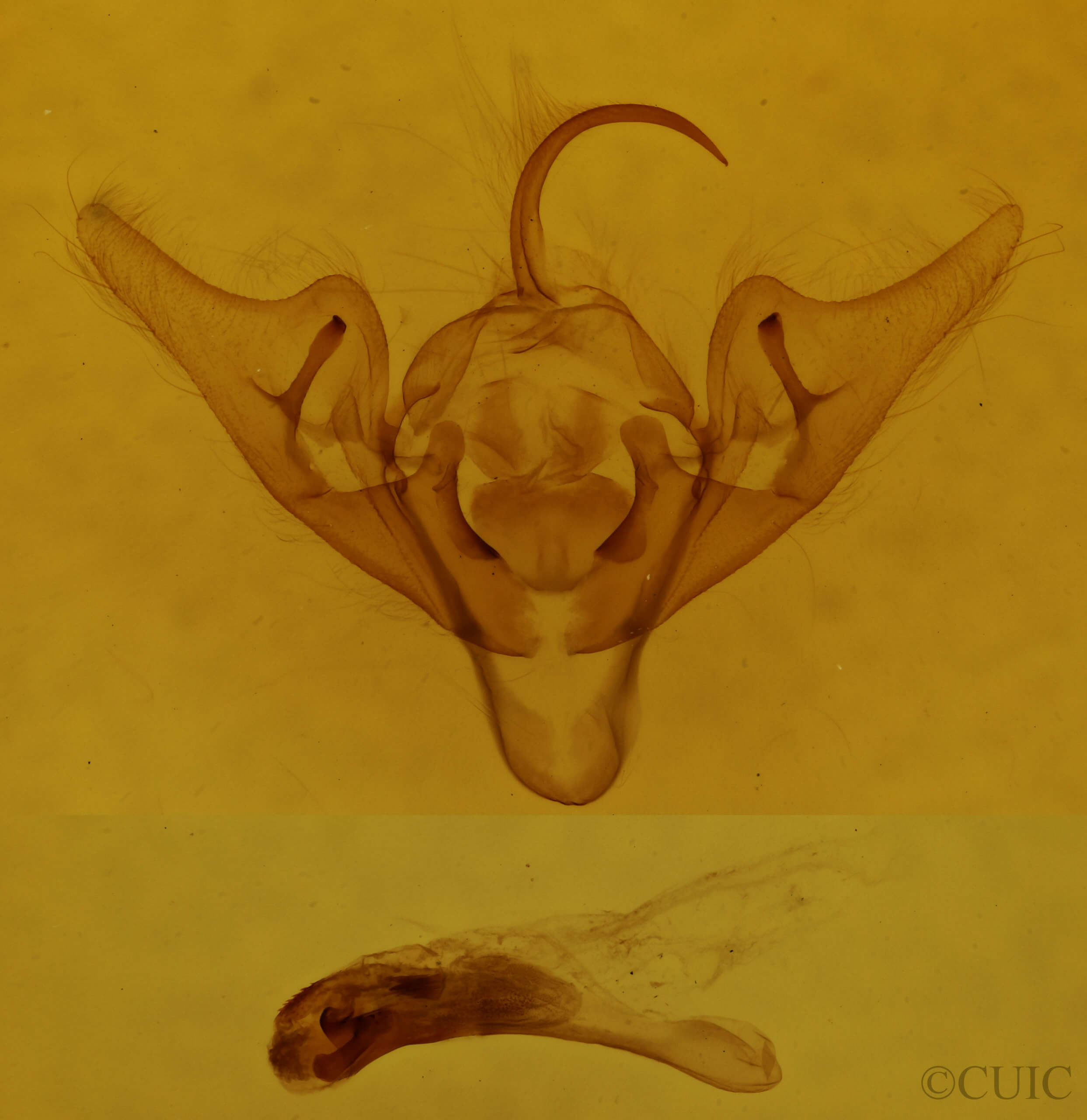 genitalia view of adult Abrostola urentis