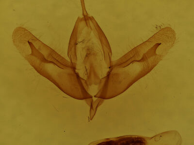 genitalia view of adult Acronicta clarescens