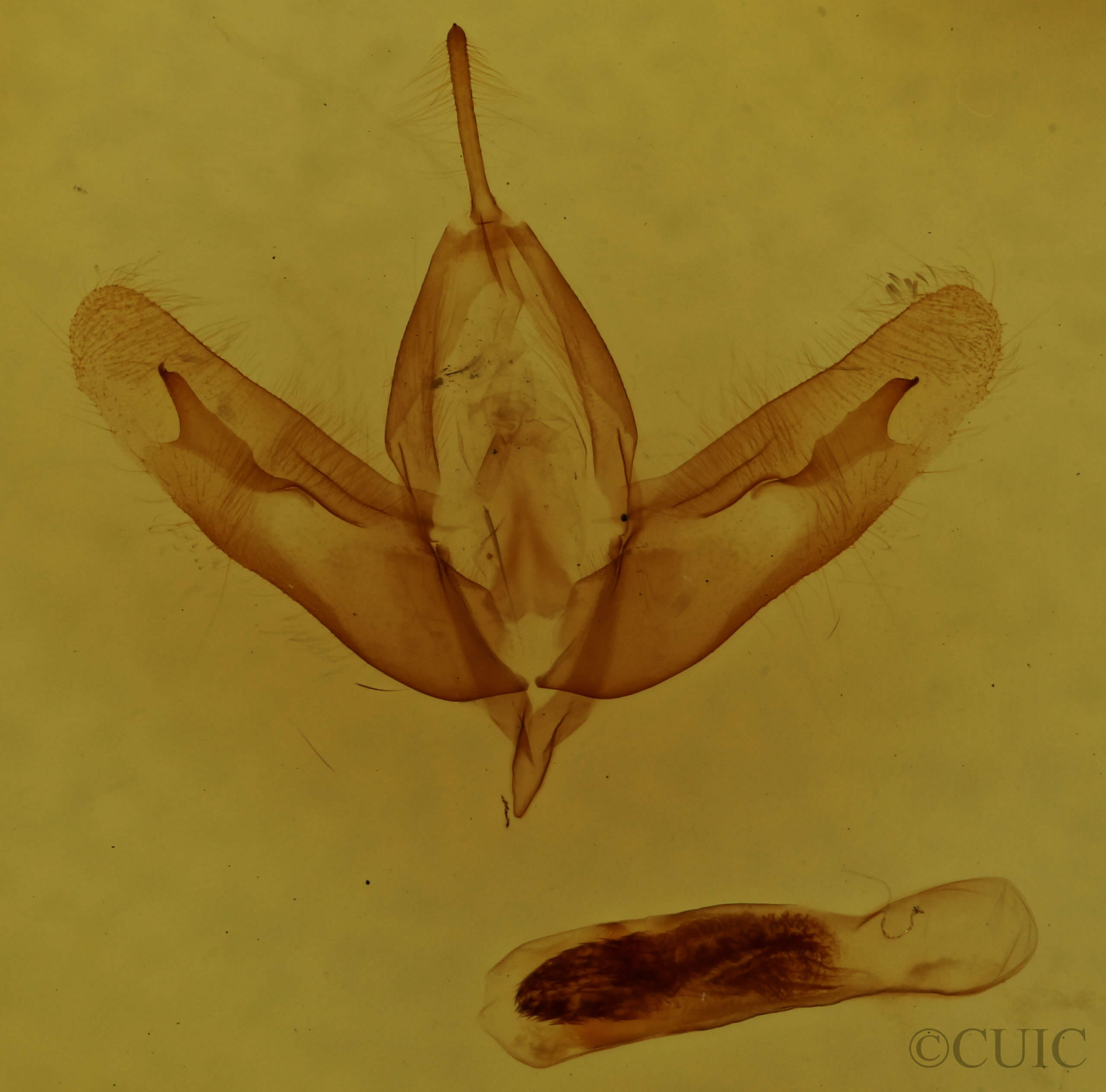 genitalia view of adult Acronicta clarescens