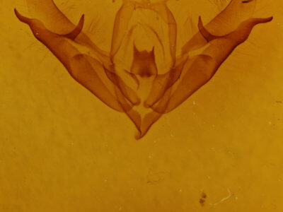 genitalia view of adult Acronicta connecta