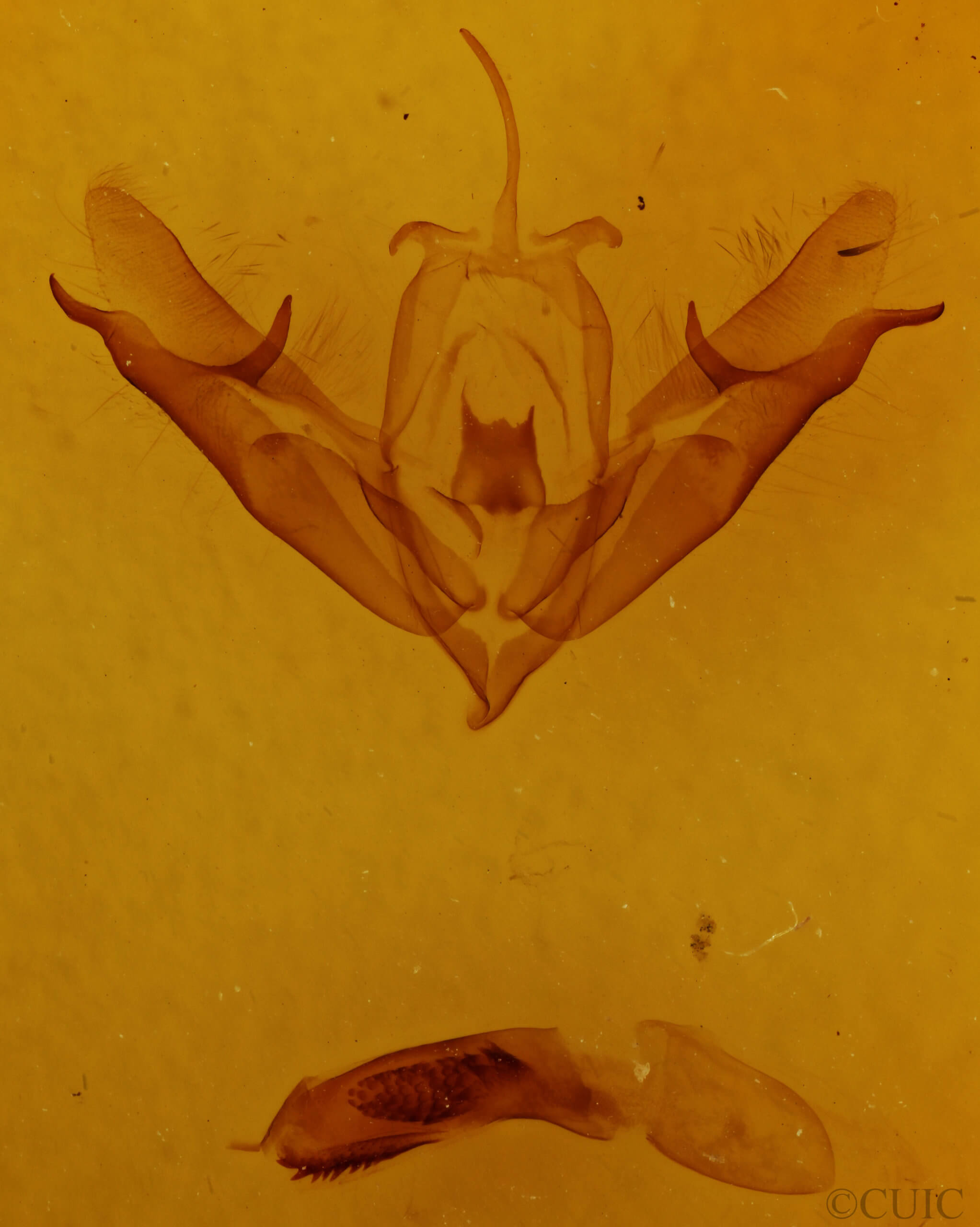 genitalia view of adult Acronicta connecta