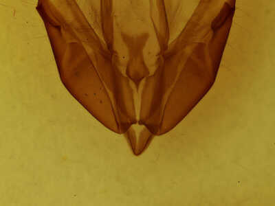 genitalia view of adult Acronicta hasta