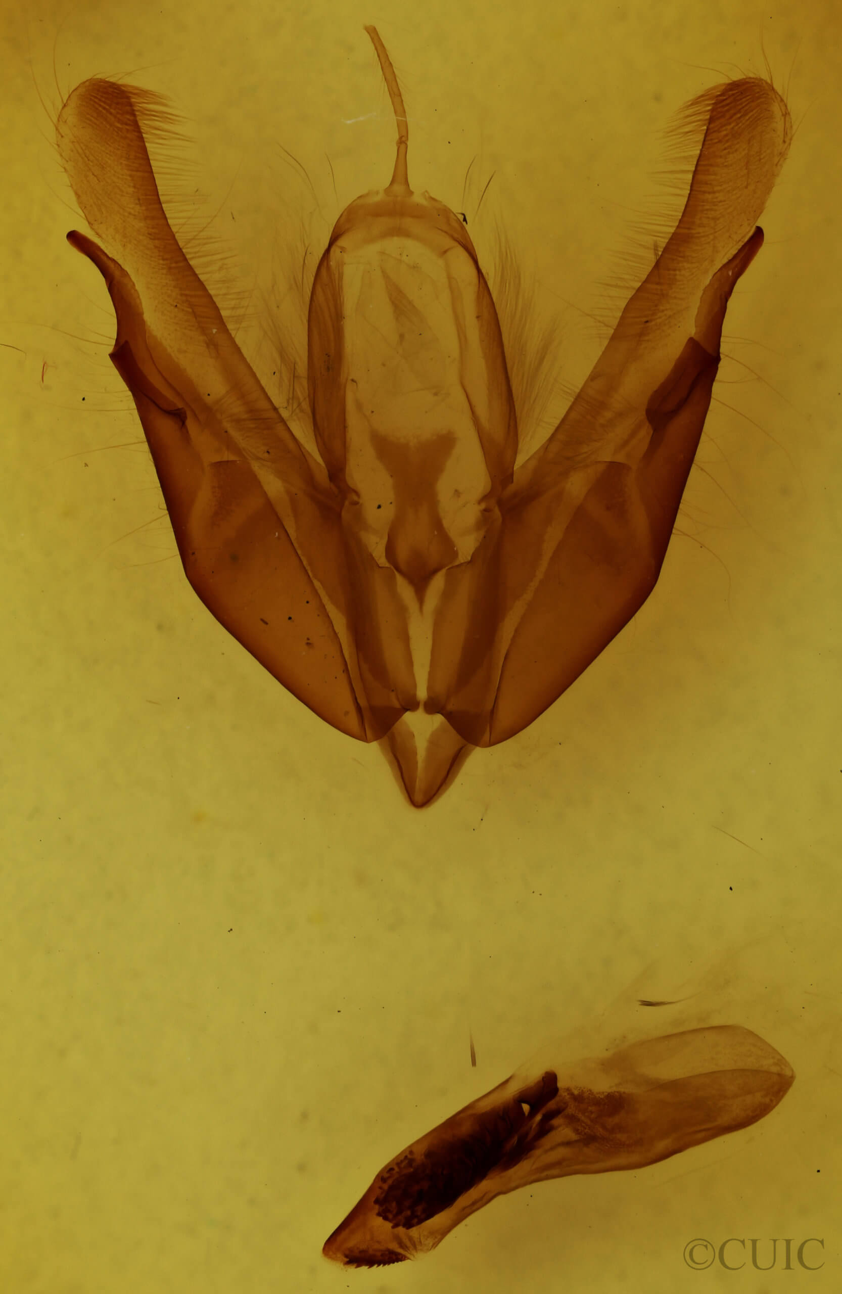 genitalia view of adult Acronicta hasta