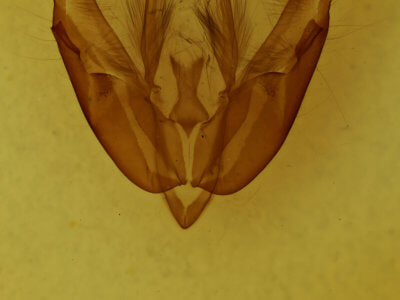 genitalia view of adult Acronicta hasta