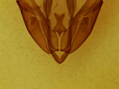 genitalia view of adult Acronicta hasta