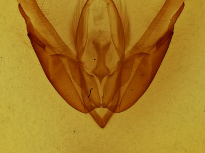 genitalia view of adult Acronicta hasta