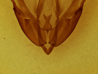 genitalia view of adult Acronicta hasta