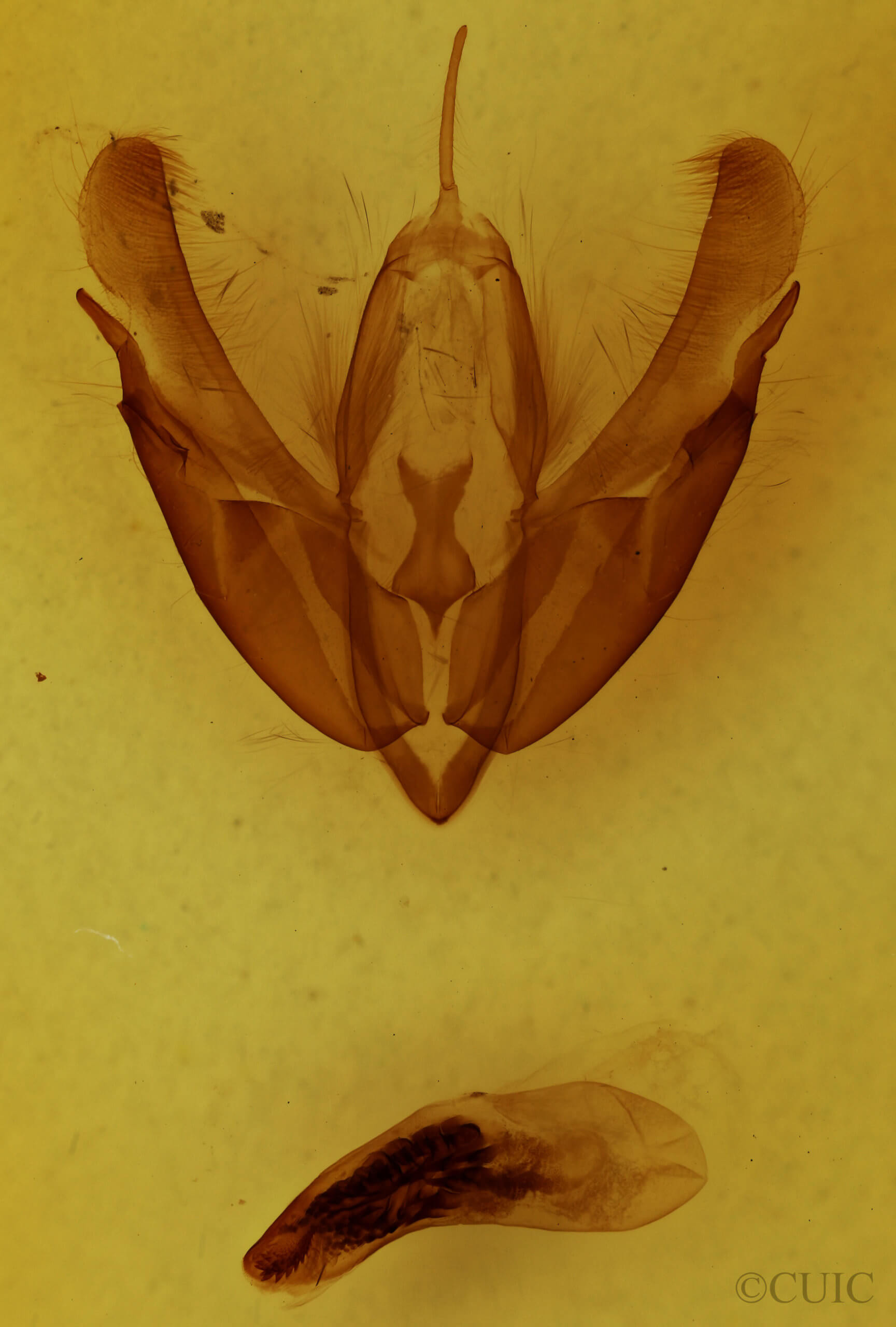 genitalia view of adult Acronicta hasta