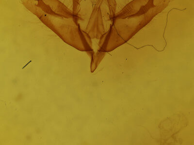genitalia view of adult Acronicta hamamelis