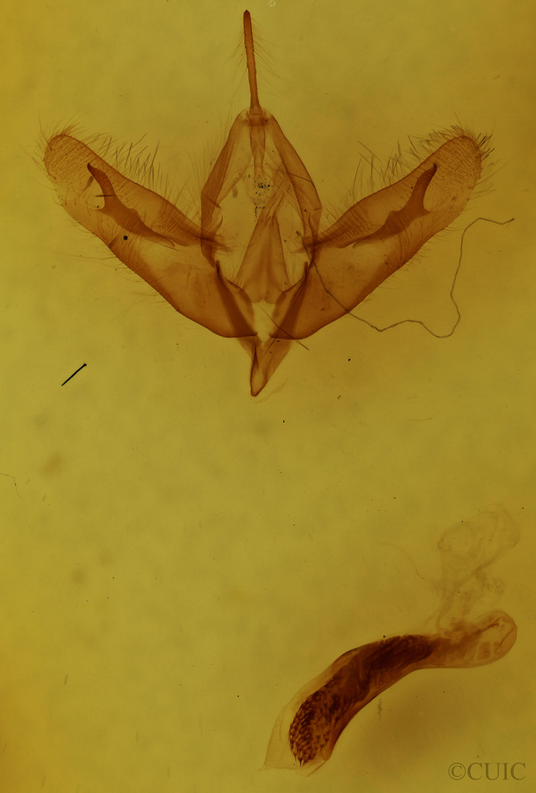 genitalia view of adult Acronicta hamamelis