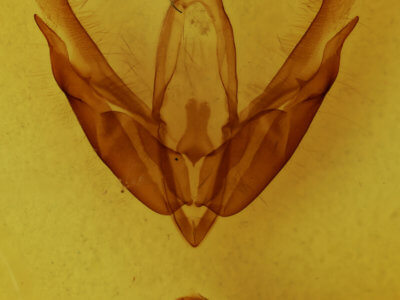 genitalia view of adult Acronicta laetifica