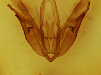 genitalia view of adult Acronictinae morula