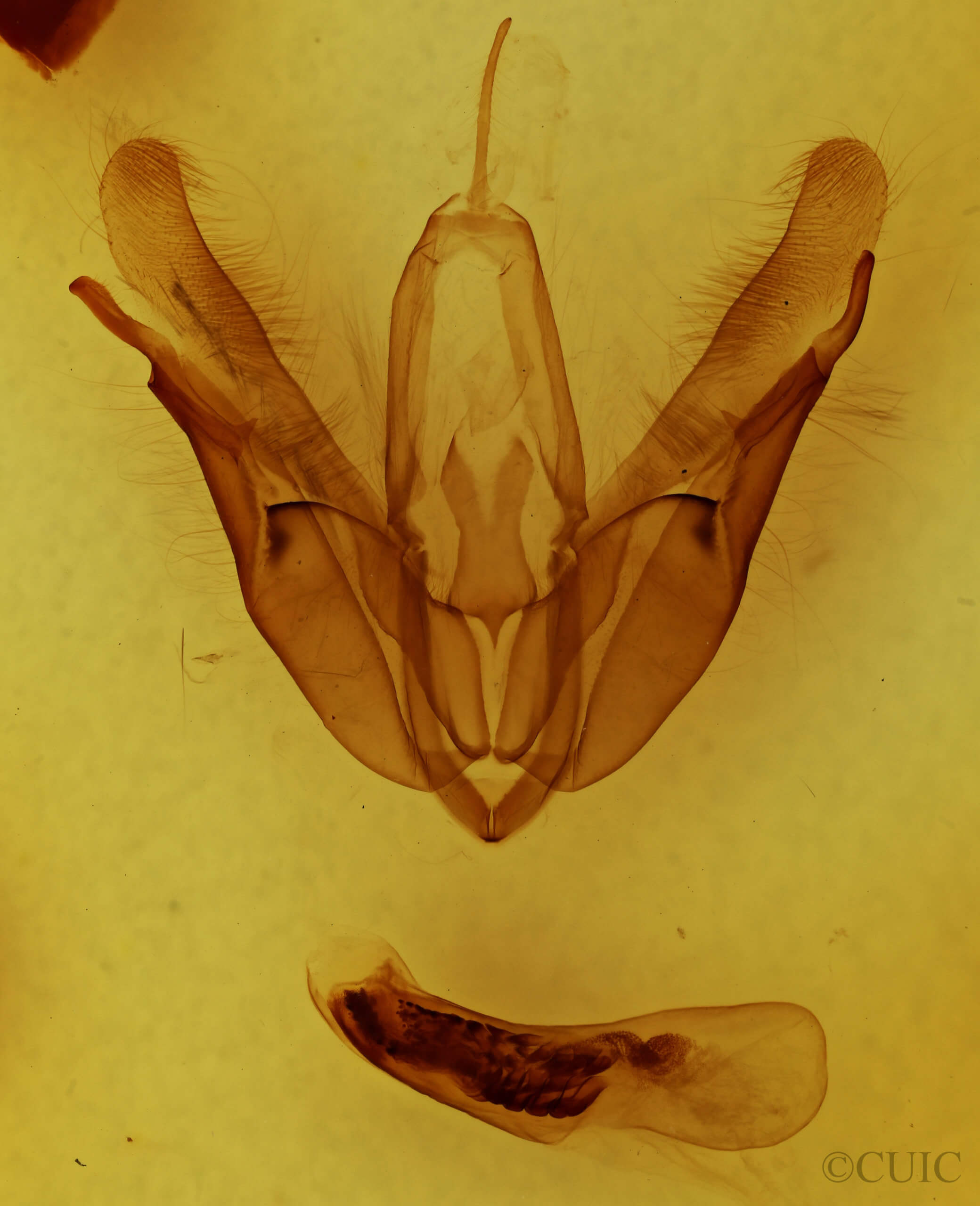 genitalia view of adult Acronictinae morula