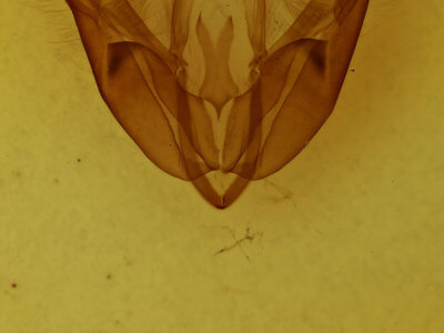genitalia view of adult Acronicta morula