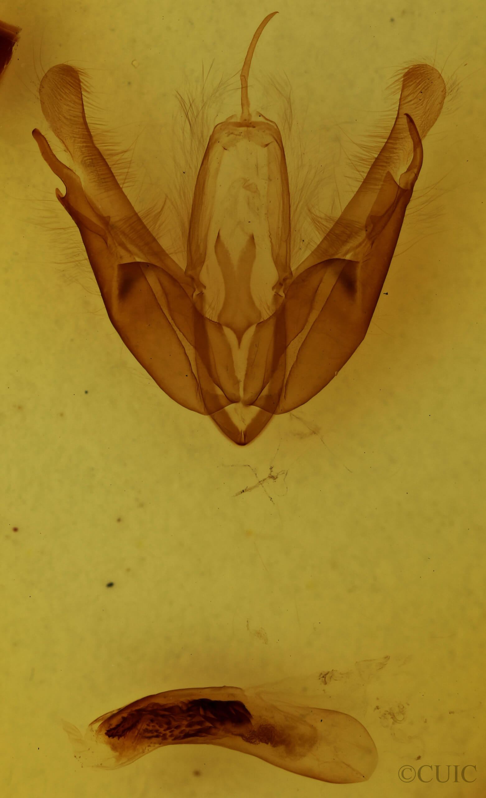 genitalia view of adult Acronicta morula