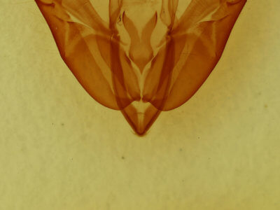 genitalia view of adult Acronicta radcliffei