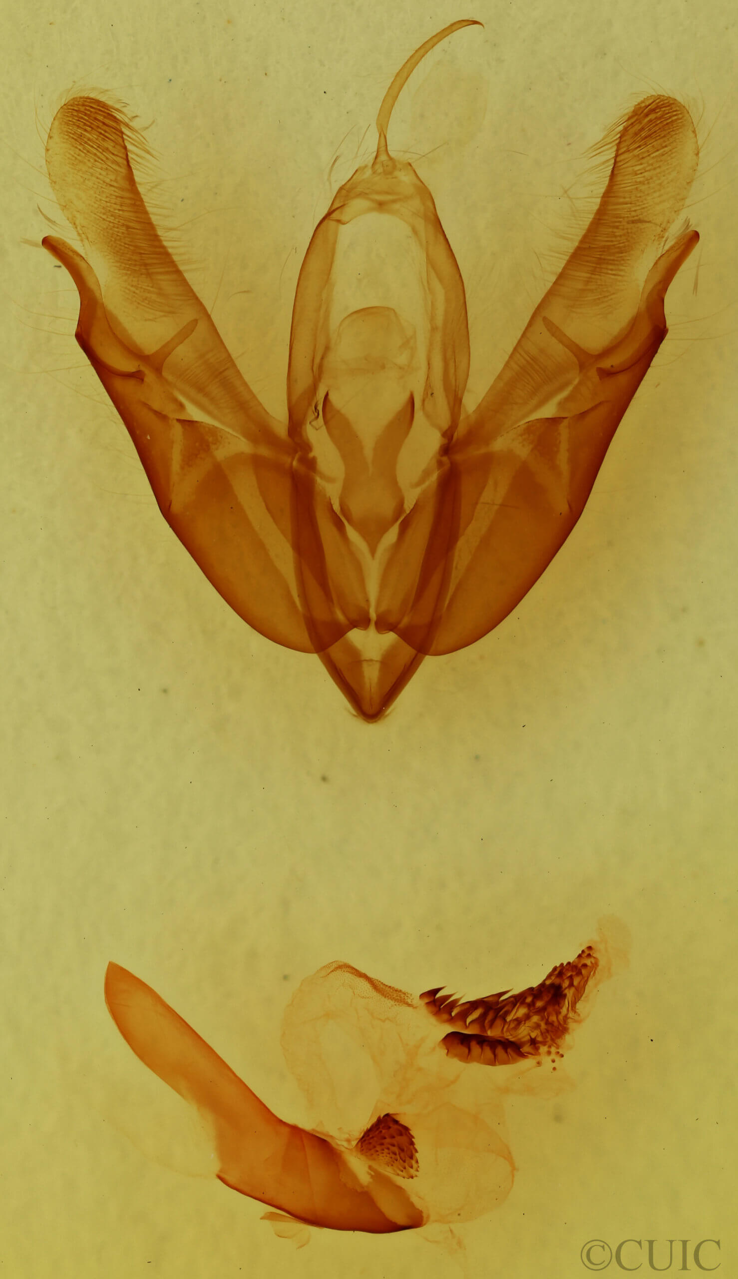 genitalia view of adult Acronicta radcliffei