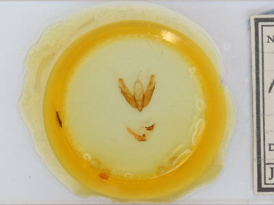 slide view of adult Acronicta radcliffei