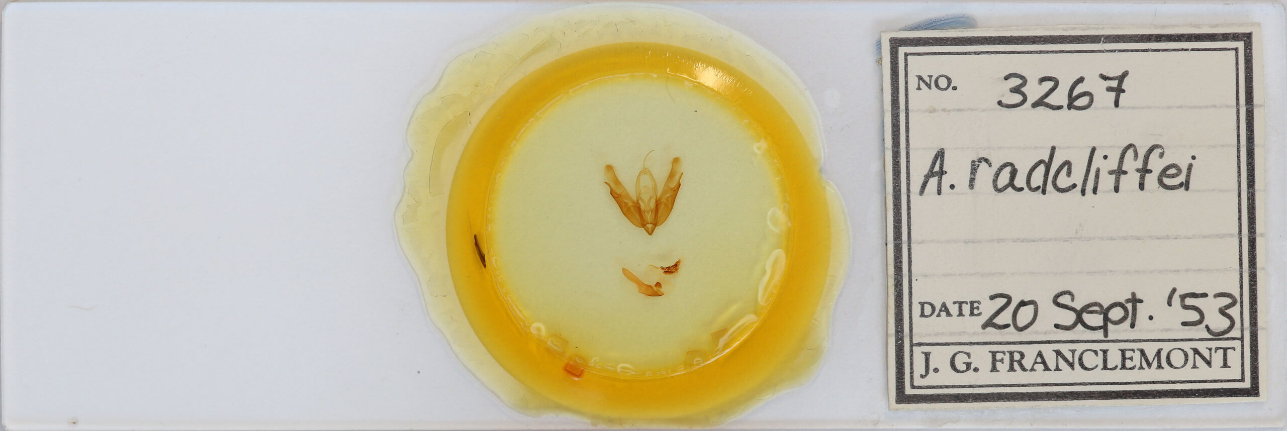 slide view of adult Acronicta radcliffei