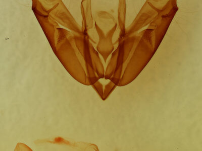 genitalia view of adult Acronicta radcliffei