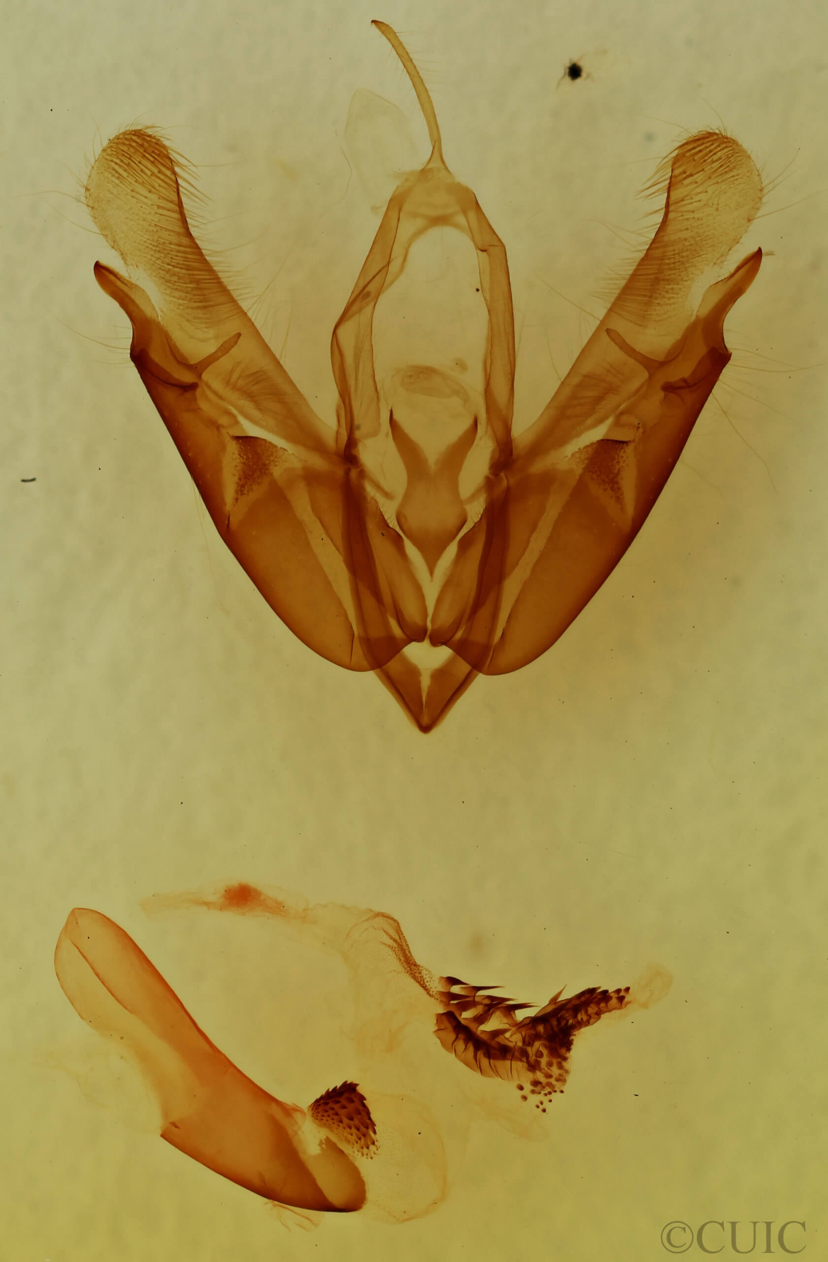 genitalia view of adult Acronicta radcliffei