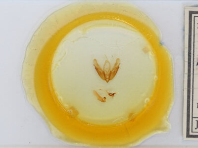 slide view of adult Acronicta radcliffei