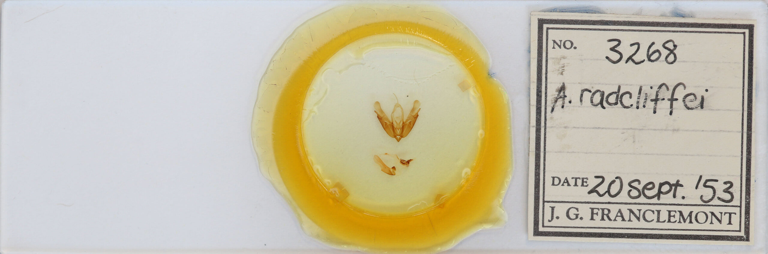 slide view of adult Acronicta radcliffei