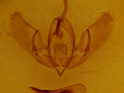genitalia view of adult Acronicta rubricoma