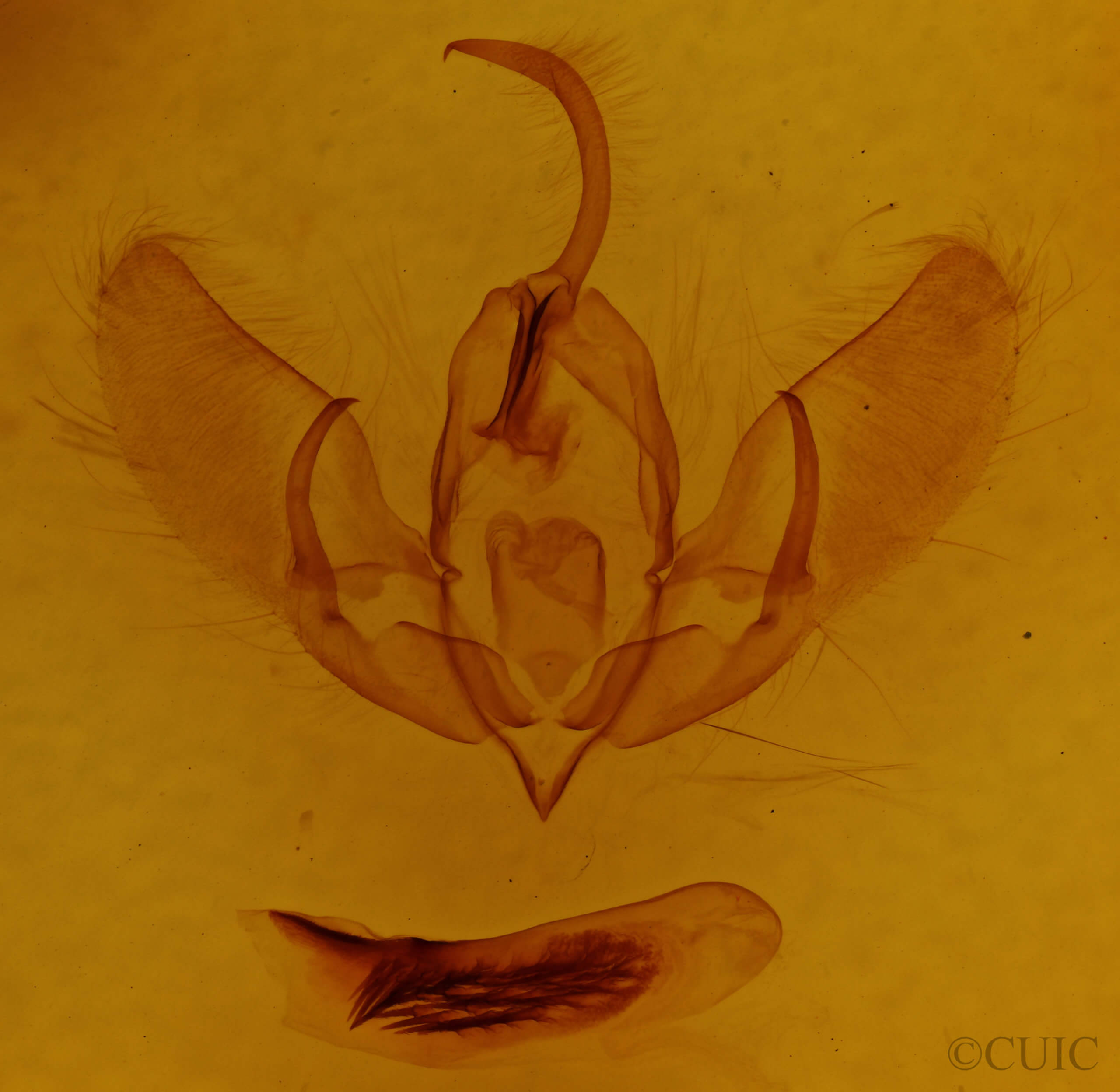 genitalia view of adult Acronicta rubricoma