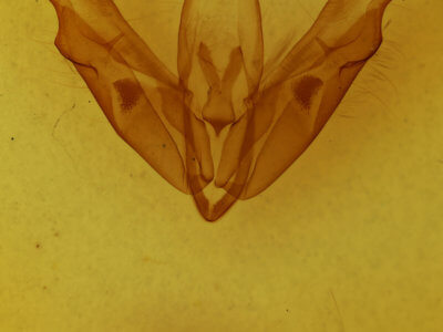 genitalia view of adult Acronicta spinigera