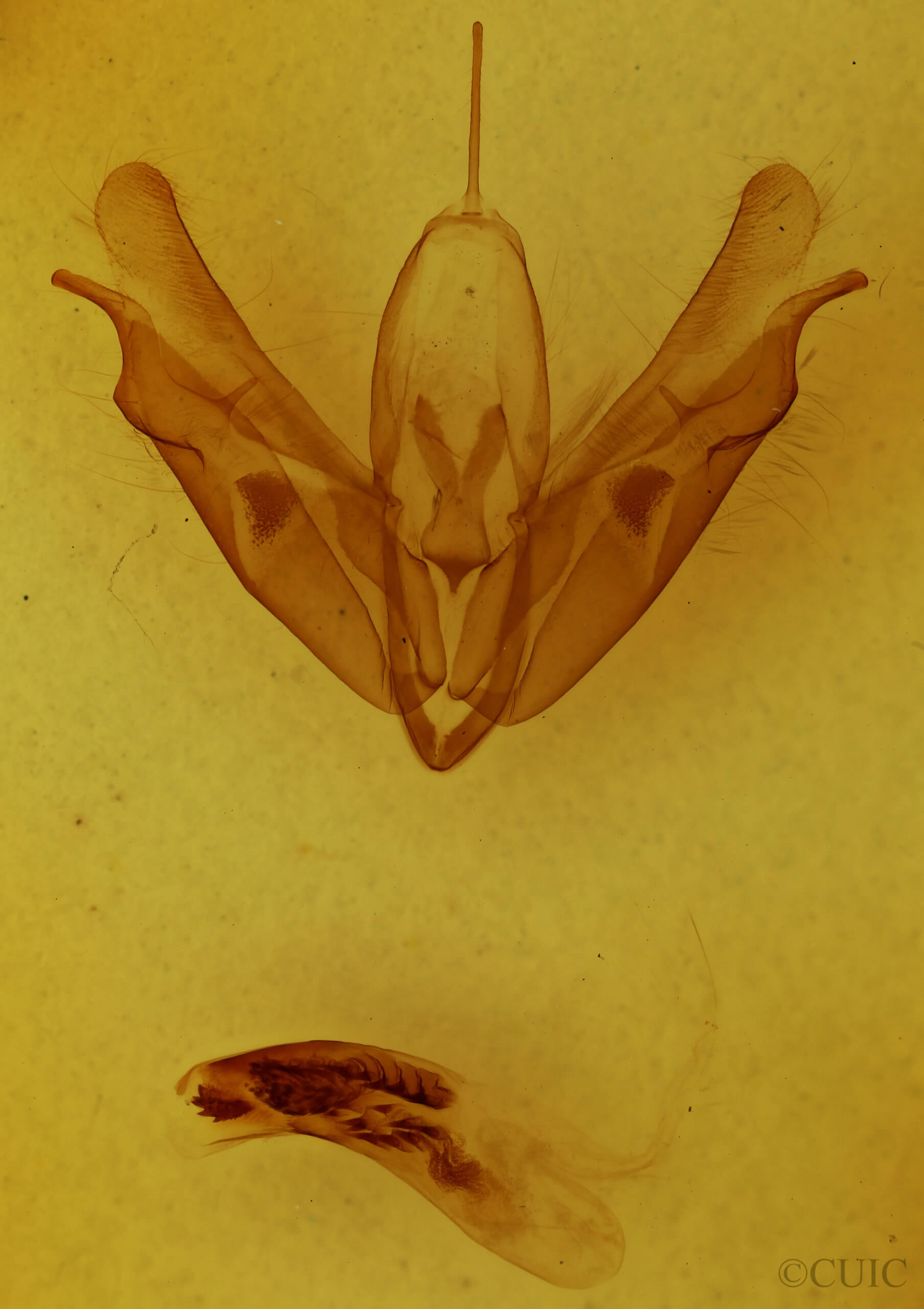 genitalia view of adult Acronicta spinigera