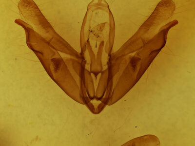 genitalia view of adult Acronicta spinigera