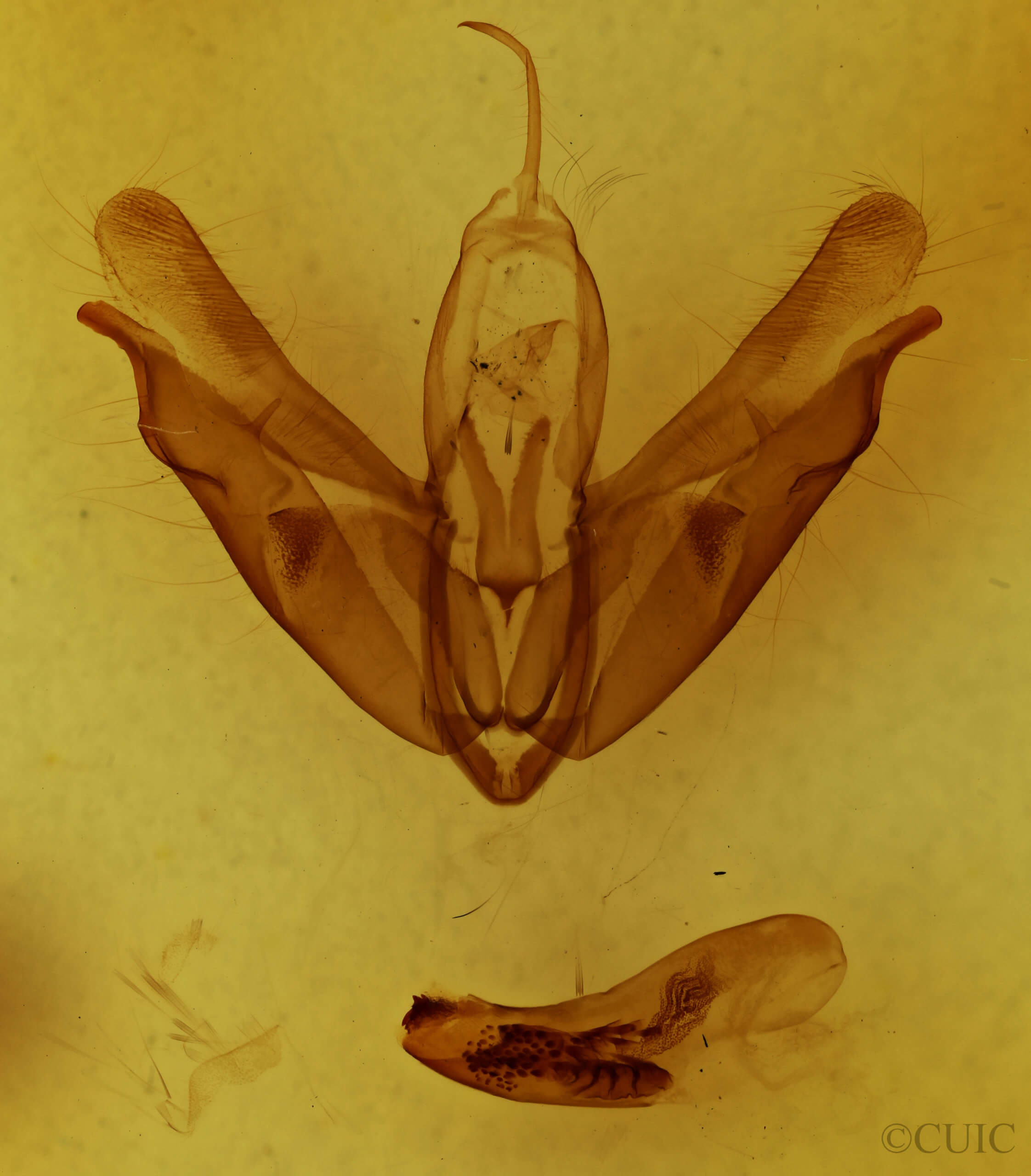 genitalia view of adult Acronicta spinigera