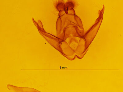 genitalia view of adult Pseudohemihyalea ambigua